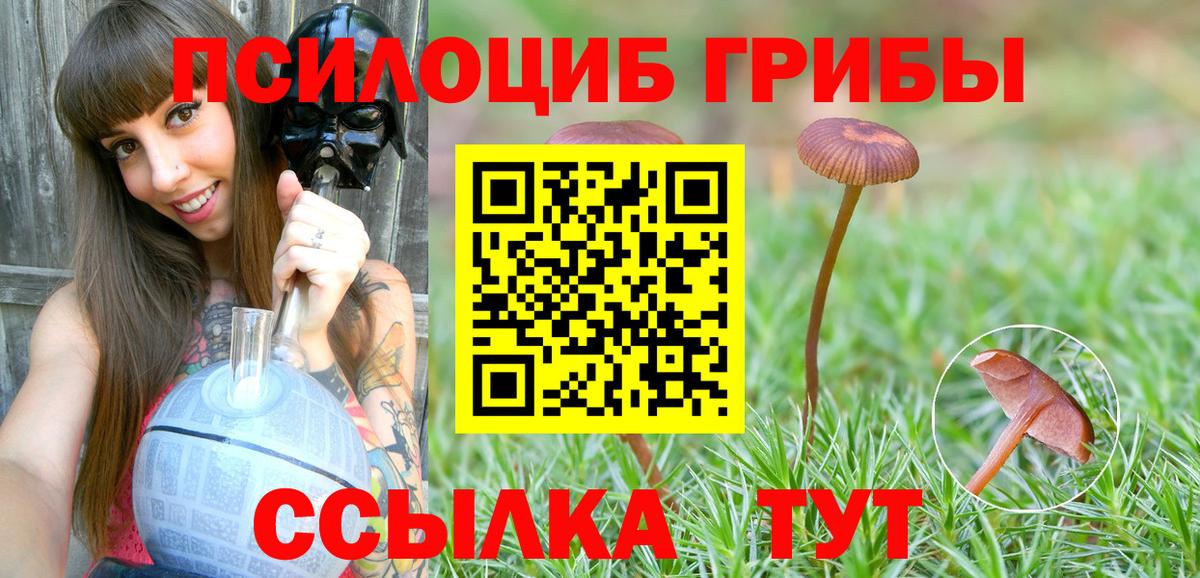 закладки  Вход с VPN  Шатура  Псилоцибиновые грибы Psilocybe 